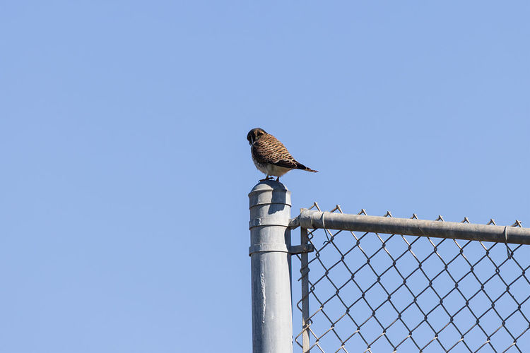 Bird perching on a fence against clear blue sky