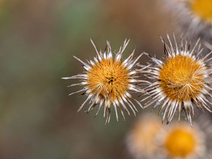 Close-up of wilted dandelion