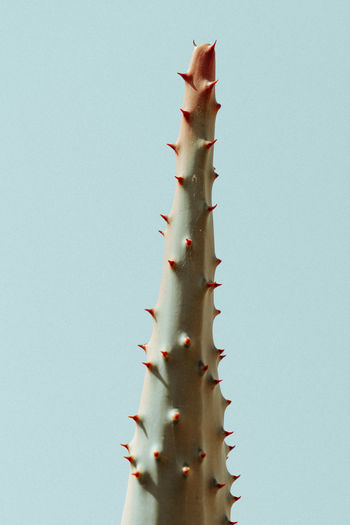 Low angle shot of a cactus against the blue skies of limpopo, south africa
