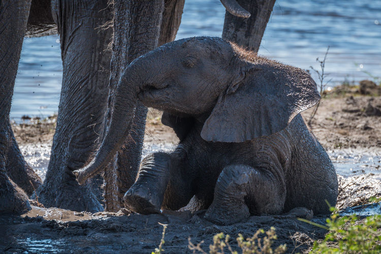 Close-up of elephant calf relaxing in mud
