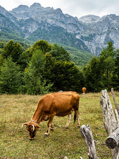 Cows on field against mountain