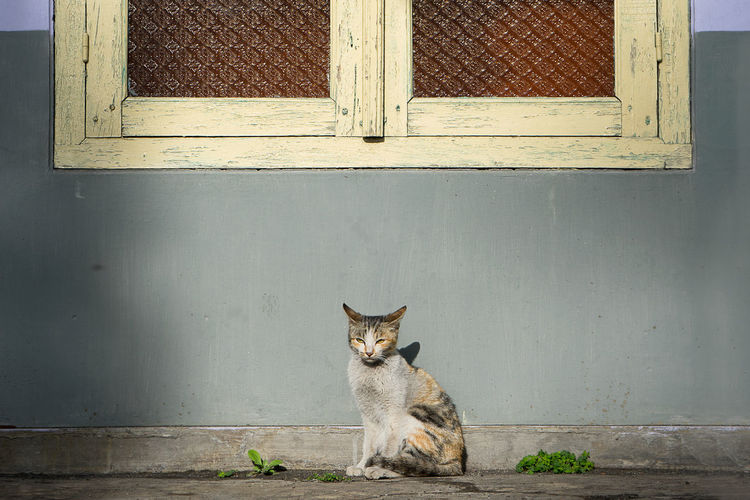 Stray cat sitting against wall