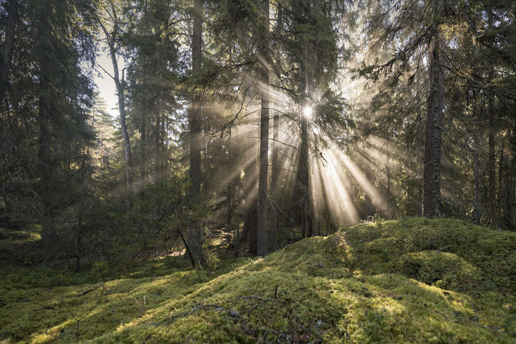 Sunlight falling on pine trees in forest
