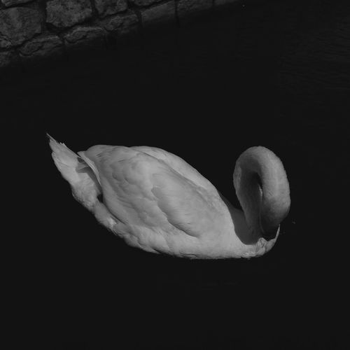 Close-up of swan over black background