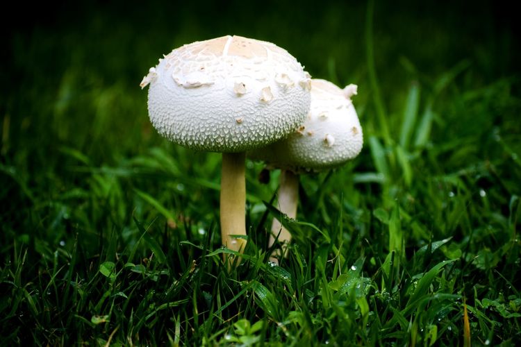 Close-up of toadstools growing on field