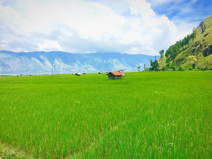 Scenic view of rice paddy against mountains