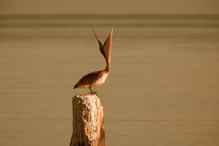 Pelican yawning while perching on concrete post by sea