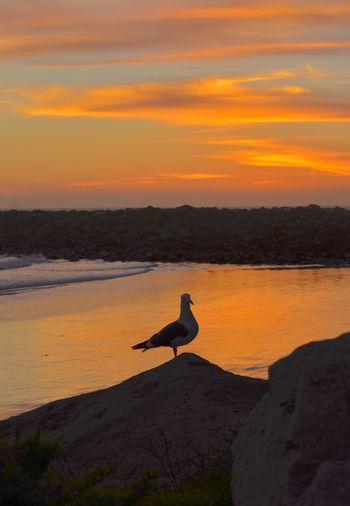 Bird perching on shore against orange sky