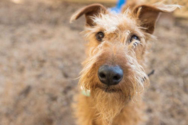 Close-up portrait of a irish terrier
