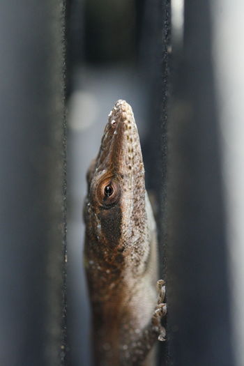 Close-up of fish tank