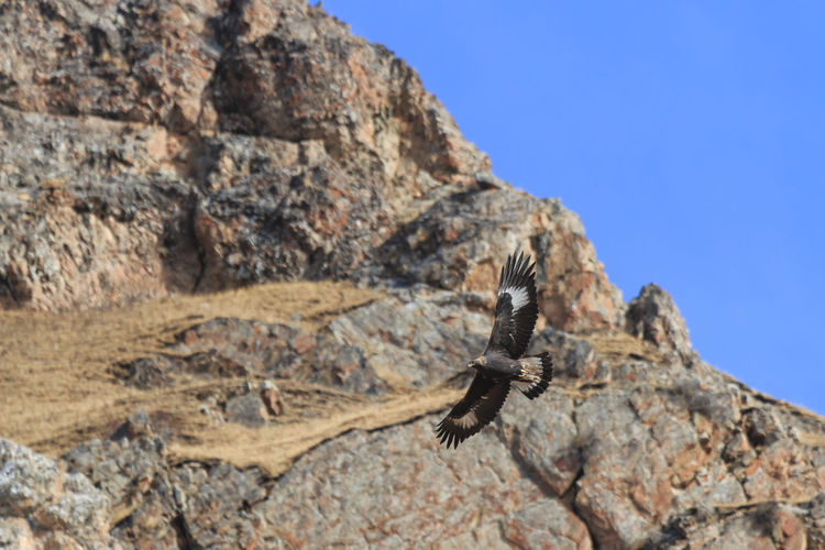 Low angle view of eagle flying by mountain against clear blue sky