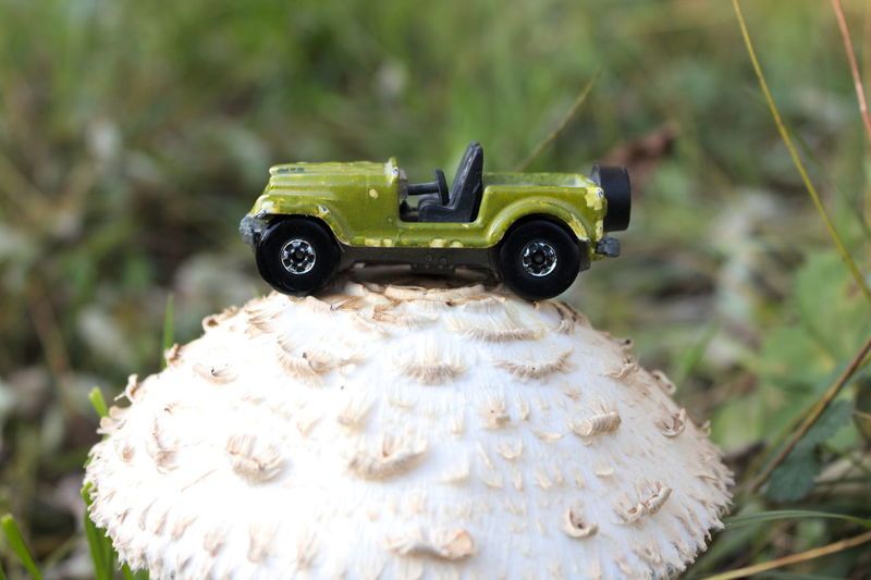 Close-up of toy car on a mushroom