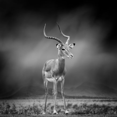 Dramatic black and white image of a impala on black background