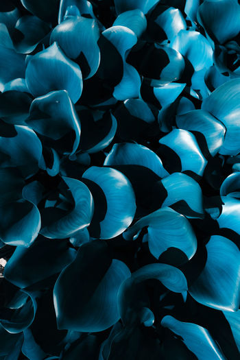 Full frame shot of blue flower
