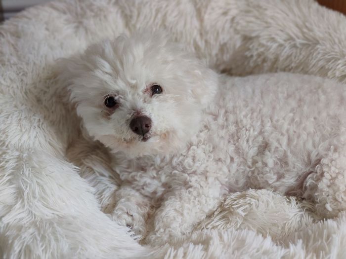 High angle view of dog relaxing at home