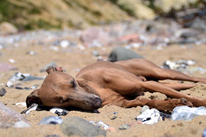 Italian greyhound relaxing at sandy beach