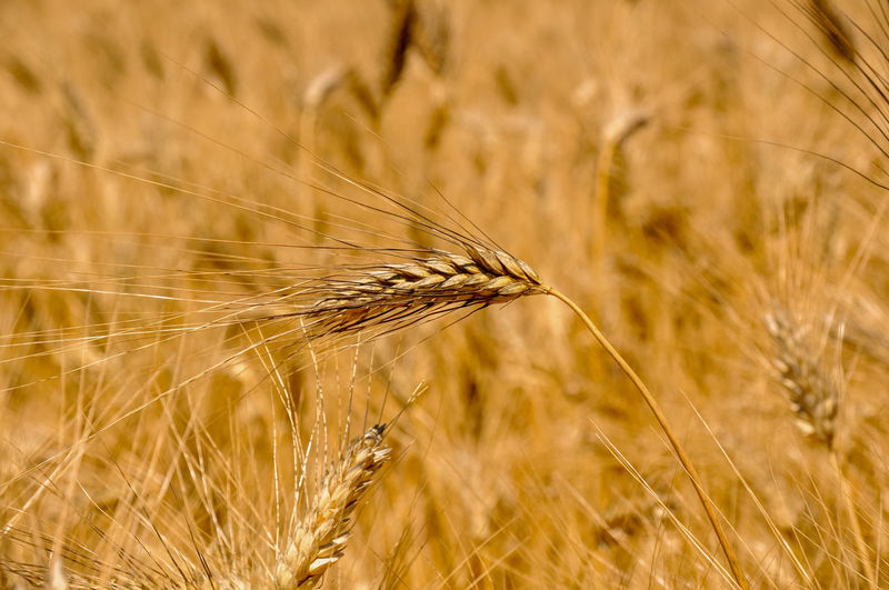 Close-up of stalks in wheat field