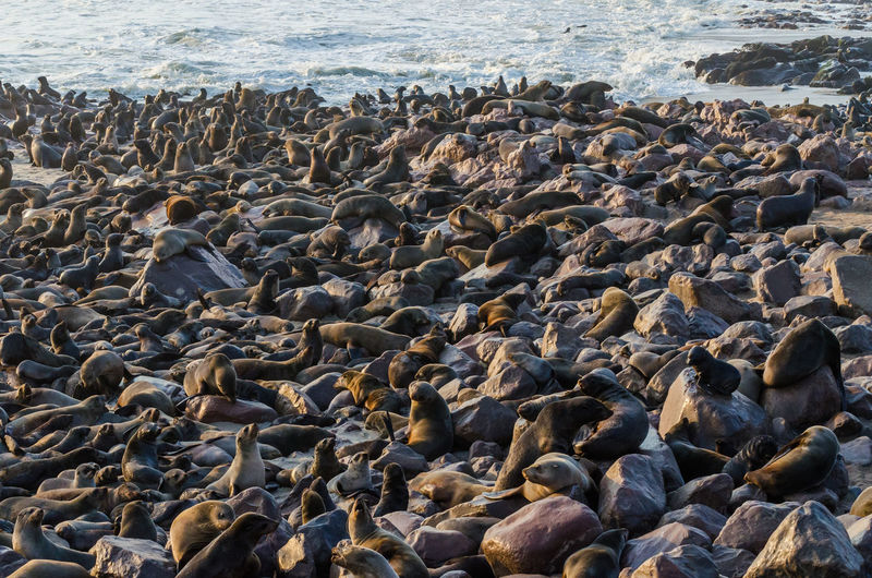 Scenic view of group of brown fur seal at beach, cape cross seal reserve, namibia