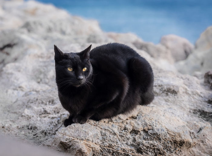 Black cat on rock