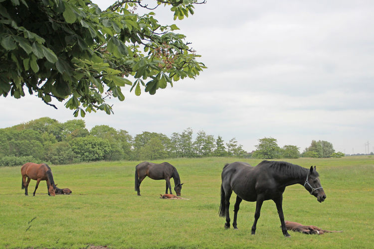 Horses grazing on grassy field against sky