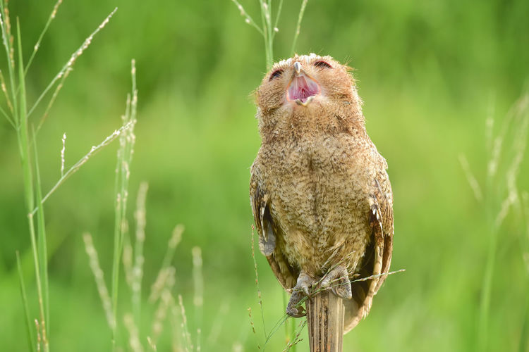 Close-up of owlet yawning while perching on branch