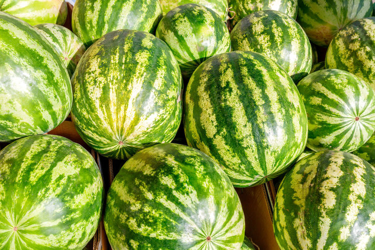Sweet green-skinned striped watermelons on the market counter. large number of delicious watermelons
