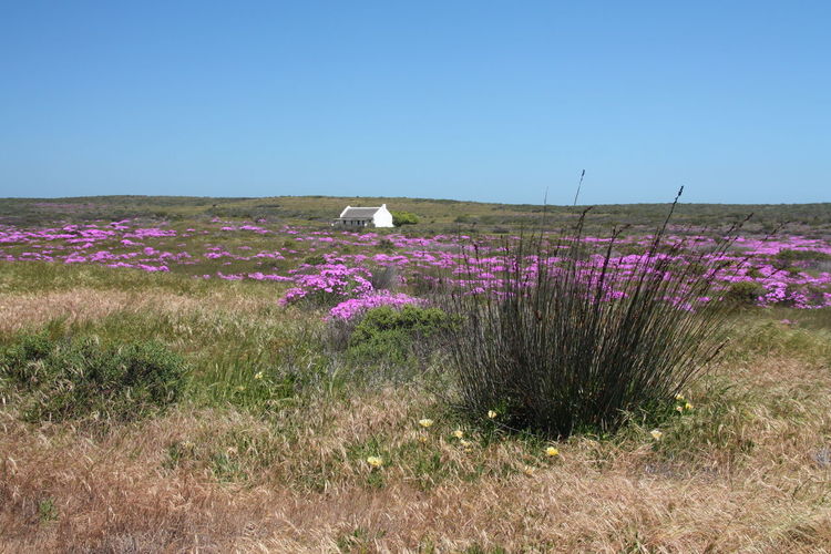 Purple flowering plants on field against clear blue sky