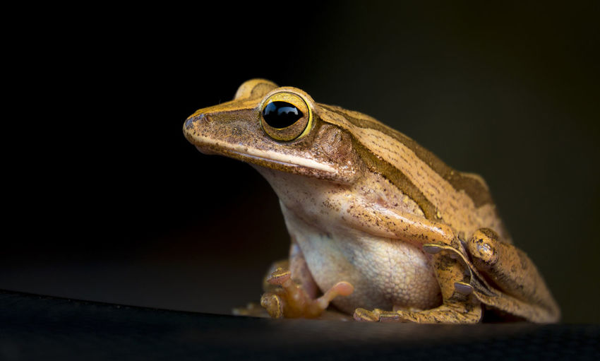 Close-up of frog over black background