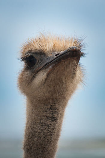 Close-up portrait of a bird against clear sky