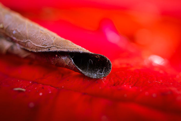 Close-up of water drops on red leaf