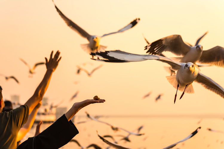 Close-up of cropped hands feeding seagulls during sunset