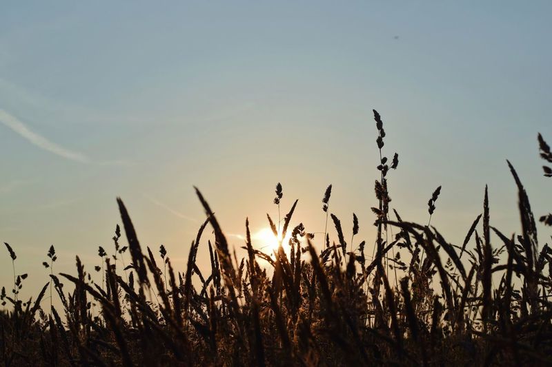 Close-up of stalks in field against sky at sunset