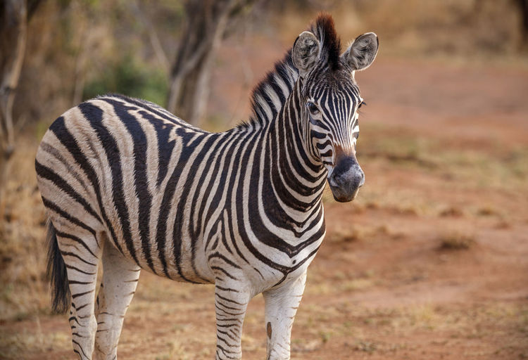 Close-up of zebra standing on field