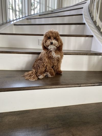 Princess dog on staircase