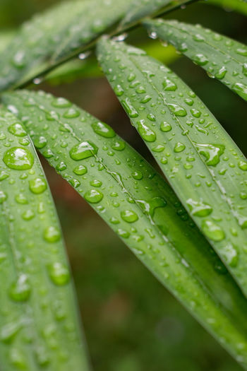 Close-up of raindrops on leaves