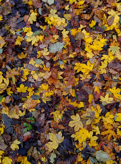 Close-up of yellow maple leaves fallen in autumn
