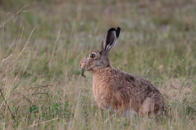 Side view of hare on field