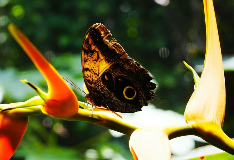 Close-up of insect perching on flower