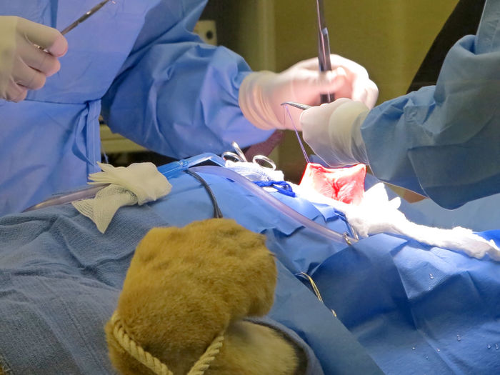 A vet suturing the stomach of a lioness