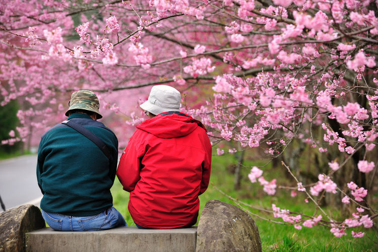 Low section of man sitting on cherry blossom