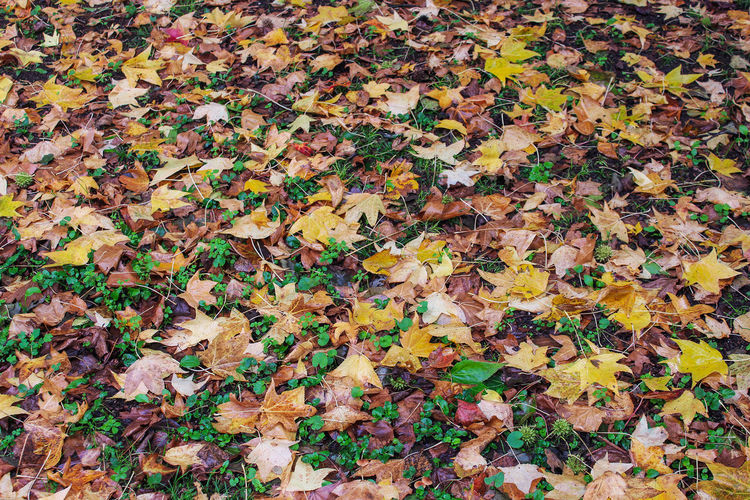 High angle view of maple leaves on field during autumn