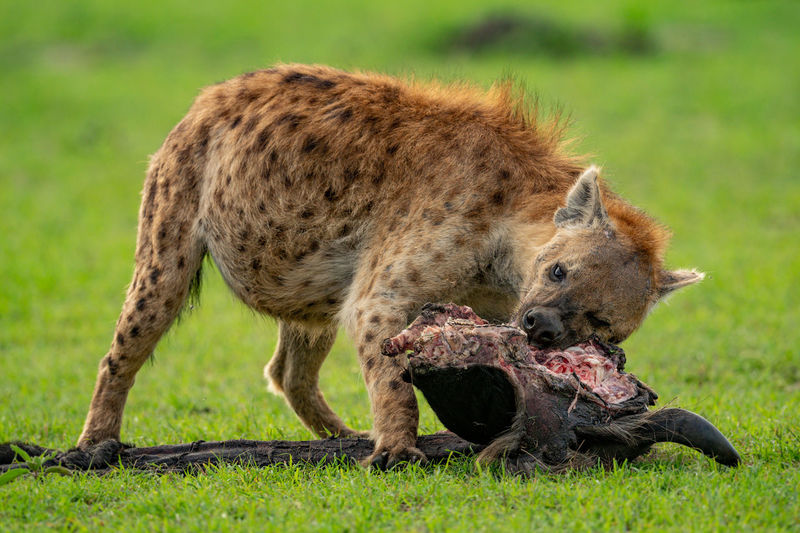 Spotted hyena chews wildebeest carcase in grass