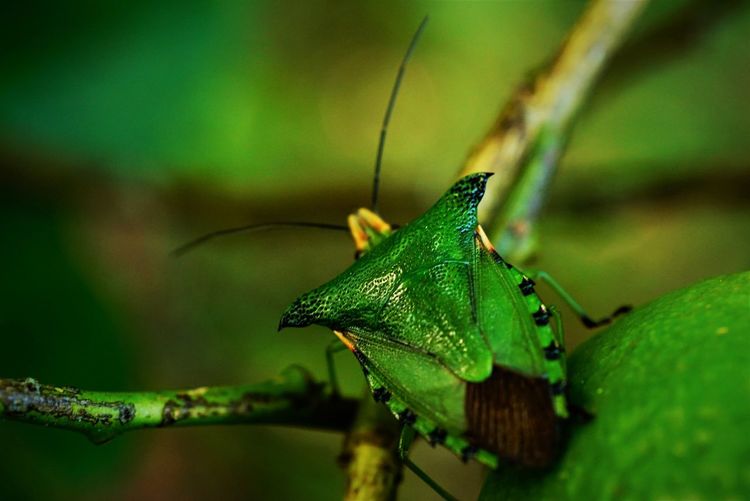 Directly above view of green shield bug on branch