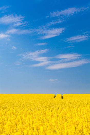 Yellow rapeseed with blue sky