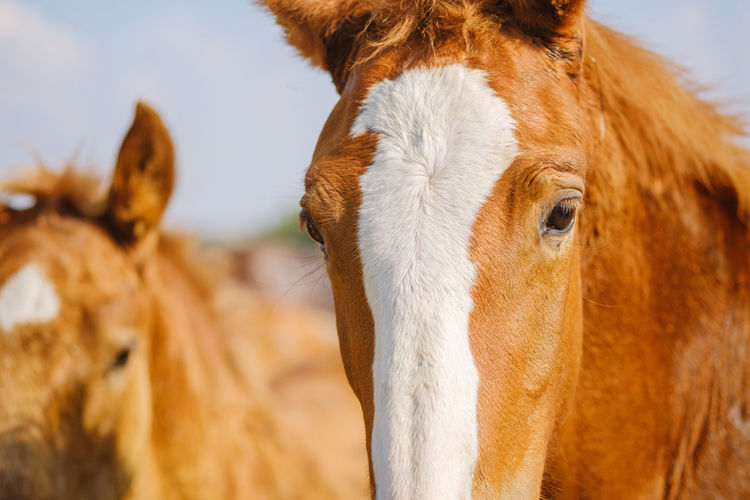 Close-up portrait of a horse against nature background. horse breeding, animal husbandry
