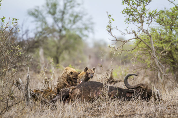 High angle view of hyena eating dead animal in forest