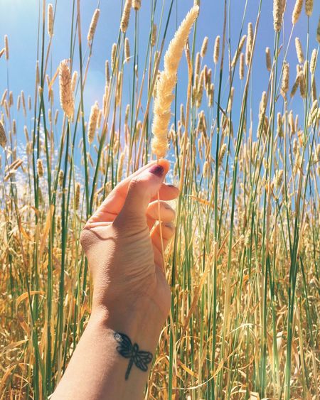 Human hand holding grass against sky