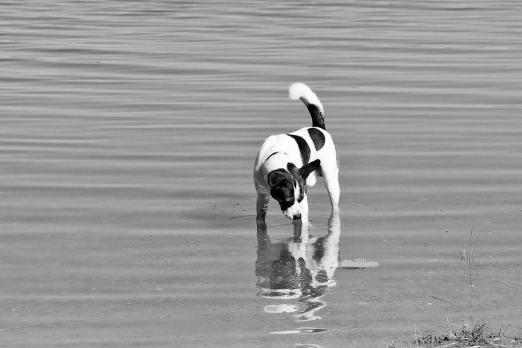 Dog in shallow water