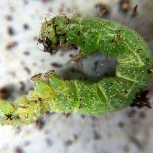 Close-up of plant