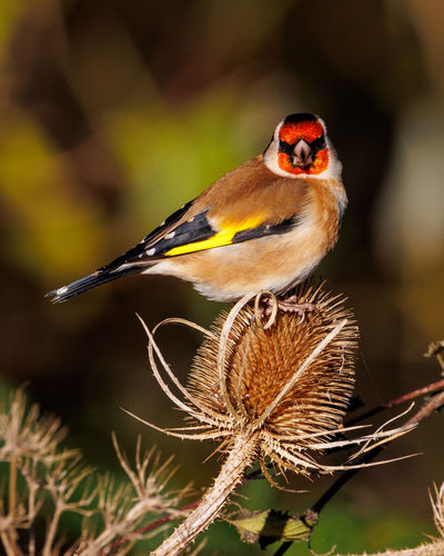 Goldfinch on a teasel